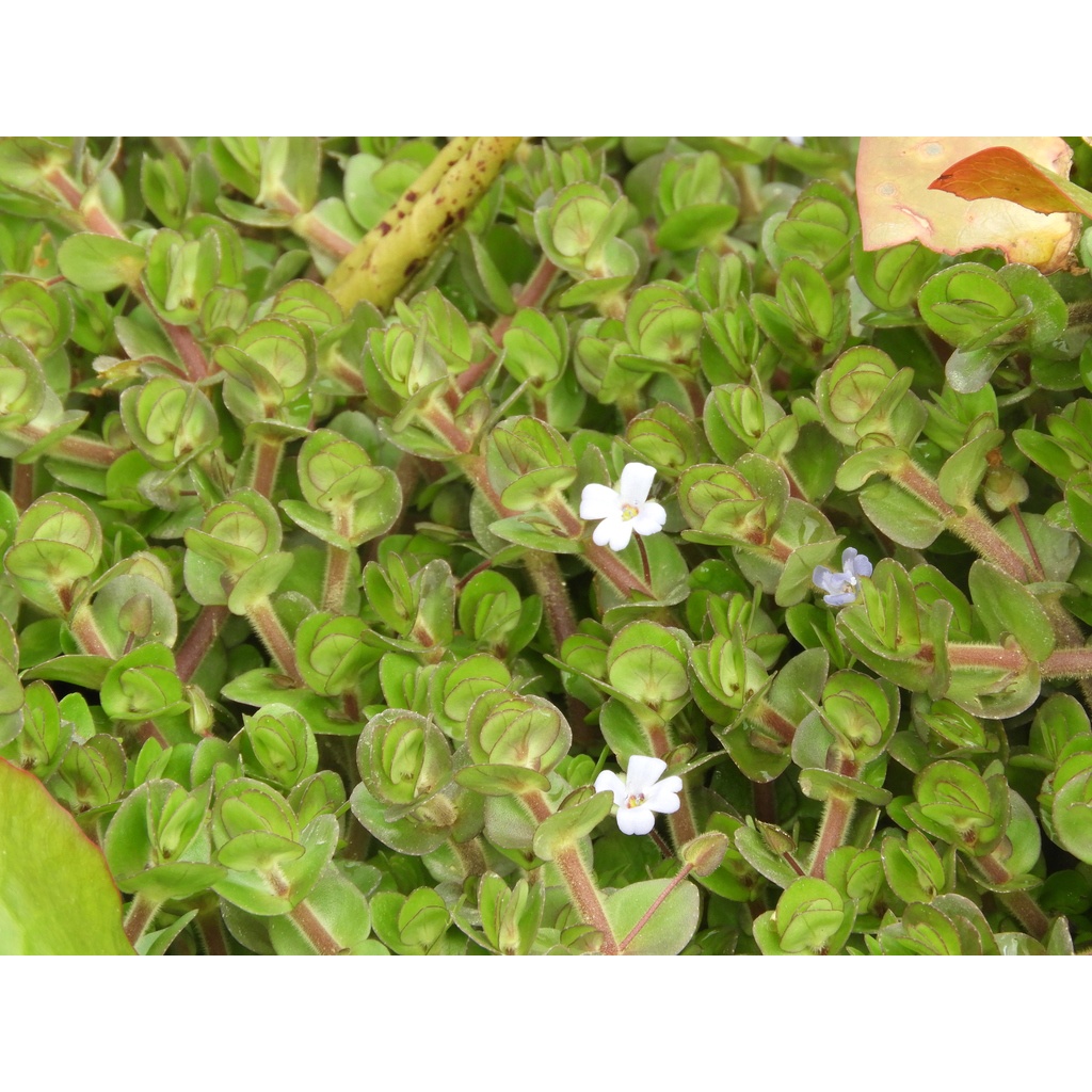 bacopa salzmannii - Tanaman Aquascape Tanpa co2