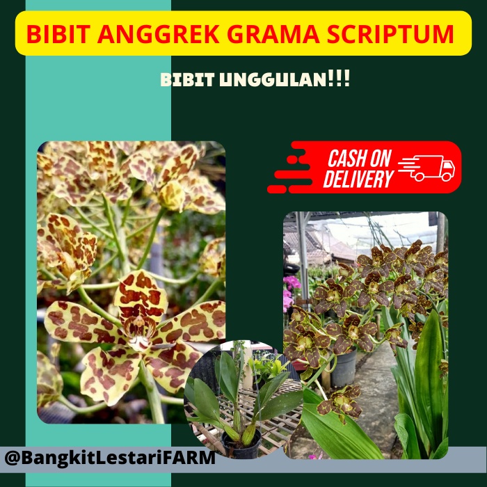 Bibit Anggrek Gramma, Bibit Anggrek Dewasa