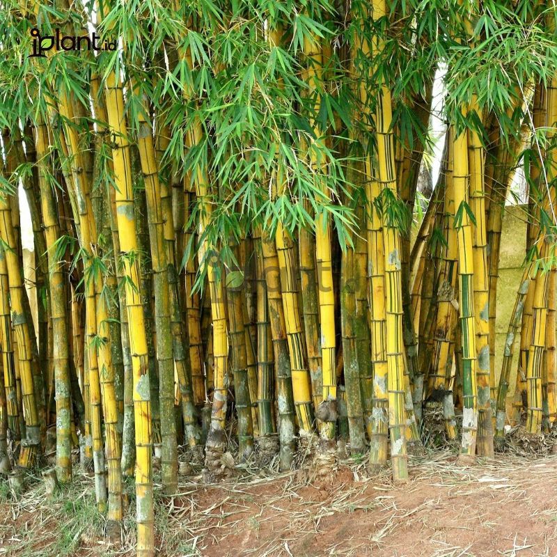 Tanaman Hias Pohon Bambu Kuning/Bambu Panda Bibit Bambu Kuning Tinggi 1 Meter Up