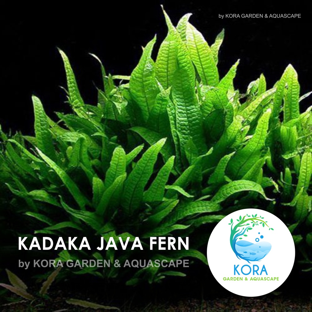 Kadaka Java Fern - Tanaman Air Aquascape / Aquarium/ Kolam / Low CO2 / Low Maintenance - Per Lempeng