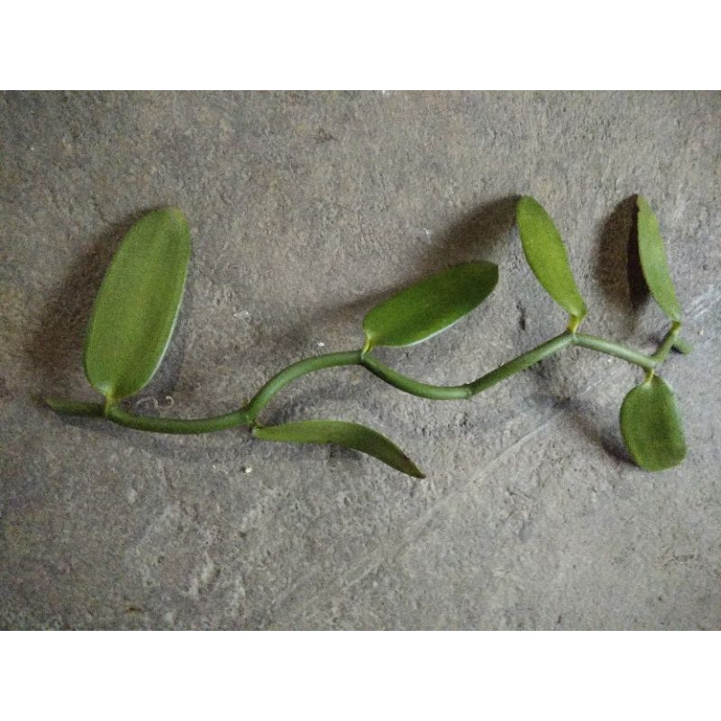 bibit vanili plani