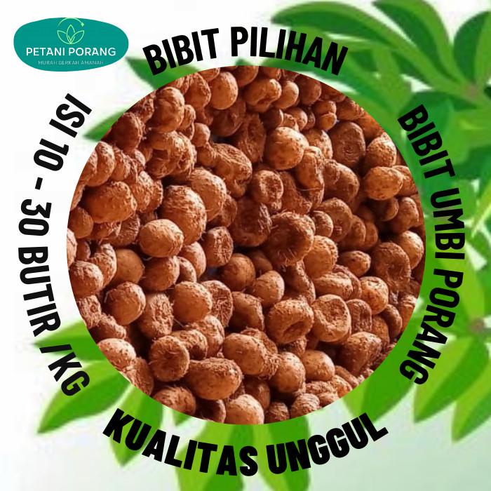 Bibit umbi porang super isi 15-30 per kg