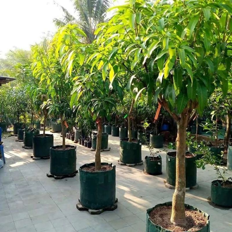 Bibit Mangga Kiojay Original Tinggi 1 Meter Batang Besar Cepat Berbuah