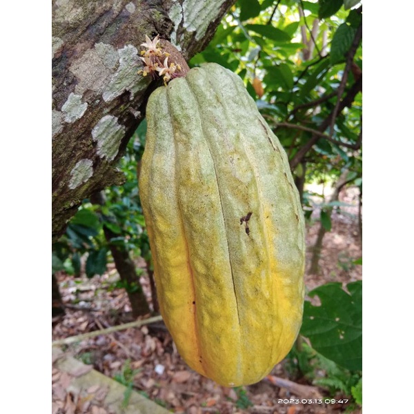 

buah coklat original kebun sendiri /1kg