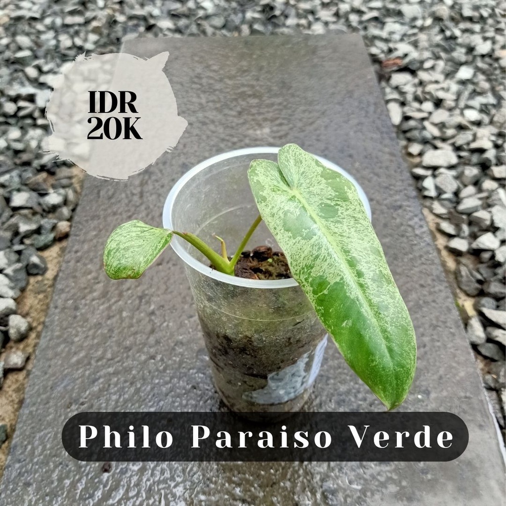 Philo Paraiso Verde