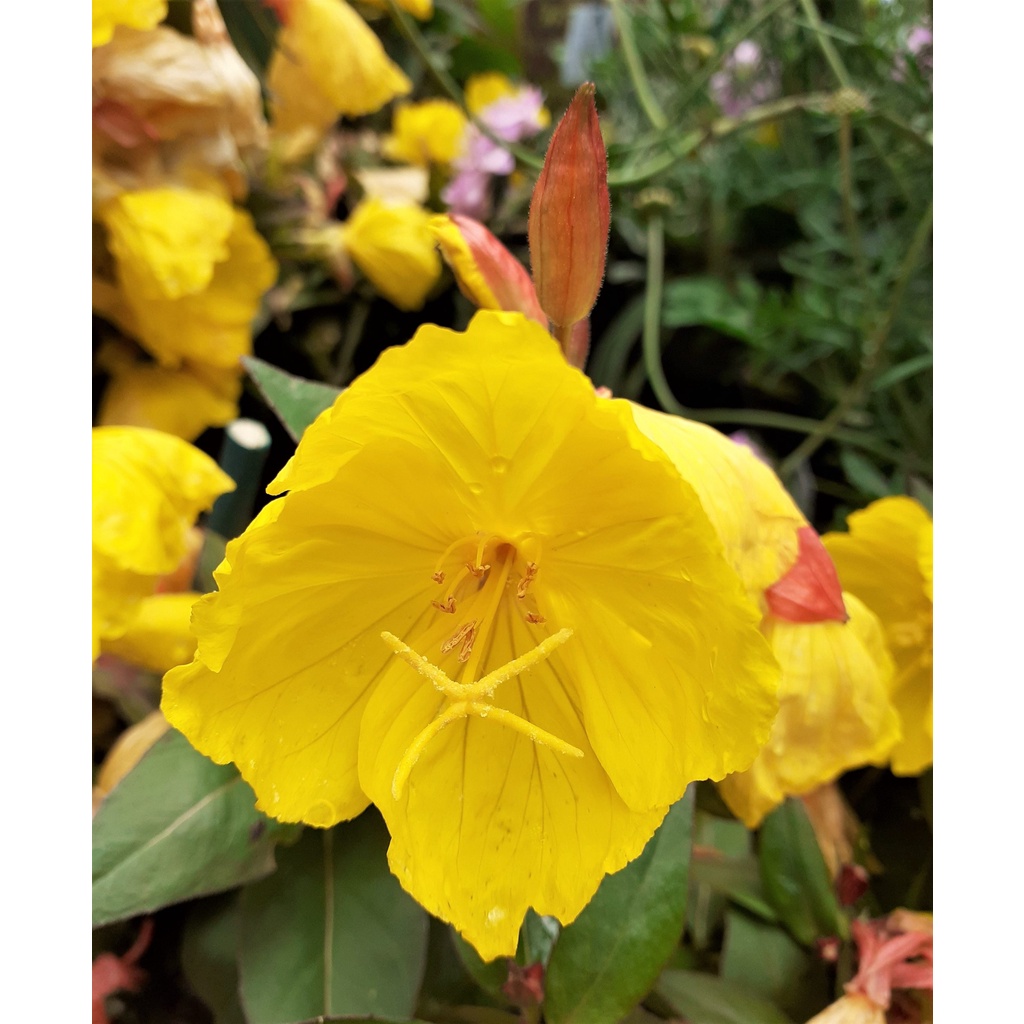 Benih Bibit Biji - Bunga Common Evening Primrose Herb Edible Flower Seeds - IMPORT - Meringankan Eksim, Menyembuhkan Jerawat, Kecantikan Kulit Alami