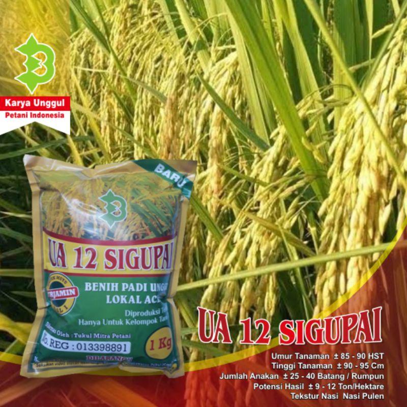 Padi UA 12 Sigupai / Padi UA 12 Sigupai Lokal Aceh Best Seller