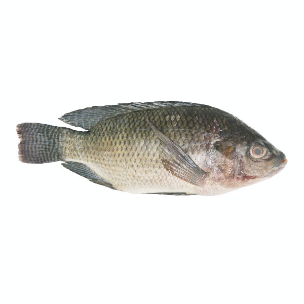 

IKAN FRESH MUJAER 250-300 GR