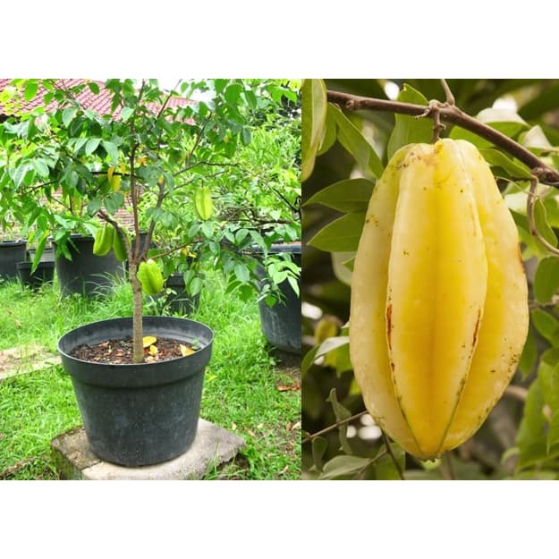 BIBIT BELIMBING MADU OKULASI