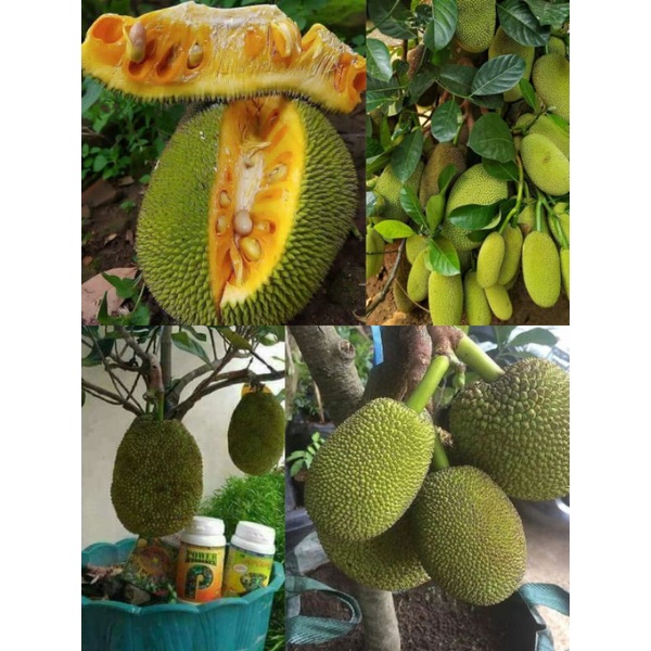 Bibit nangka mini/nangka mini tabulampot cepat berbuah/bibit nangka mini okulasi