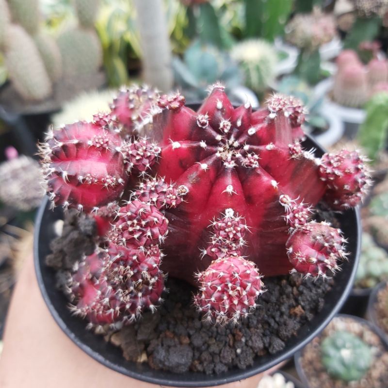 gymno red korea ownroot