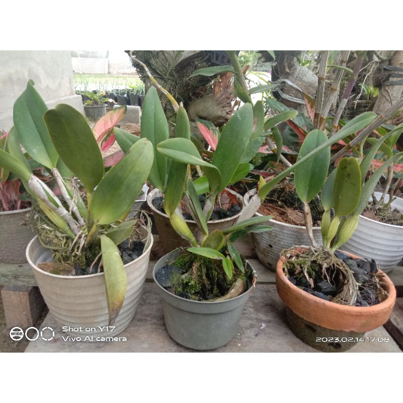 anggrek Cattleya dewasa