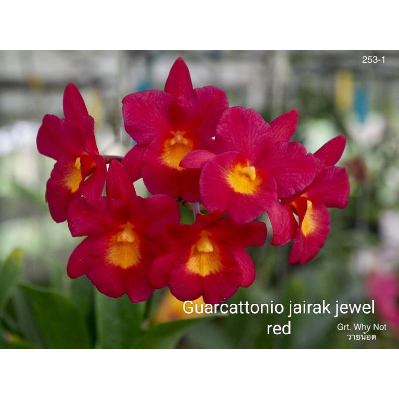 Anggrek cattleya dewasa bunga harum