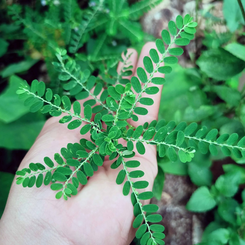 

DAUN MENIRAN SEGAR 500 Gram