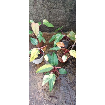 philodendron strawberry shake