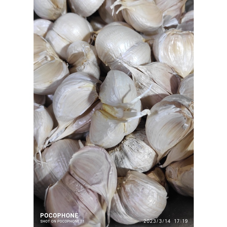 

Bawang Kating Segar per 1 kg