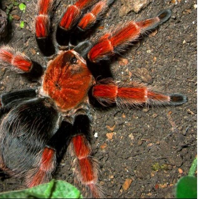 ➥ kartu exotic Brachypelma Boehmei sling iklan L718 ✽