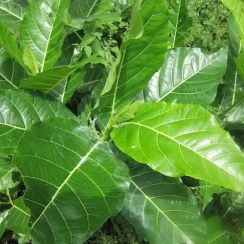 

Anti kanker | Daun Awar -awar segar 500 Gram