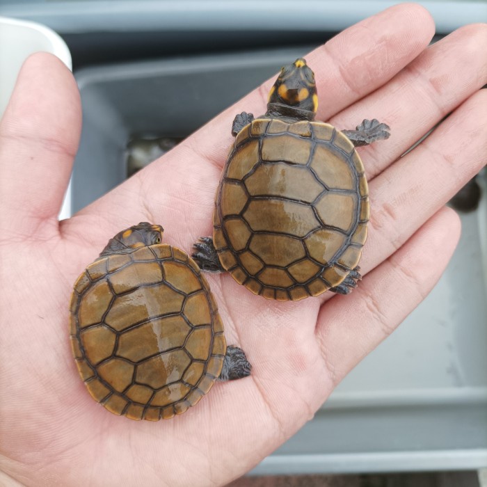 Terlaris Cage Hiasan Box - Unifilis