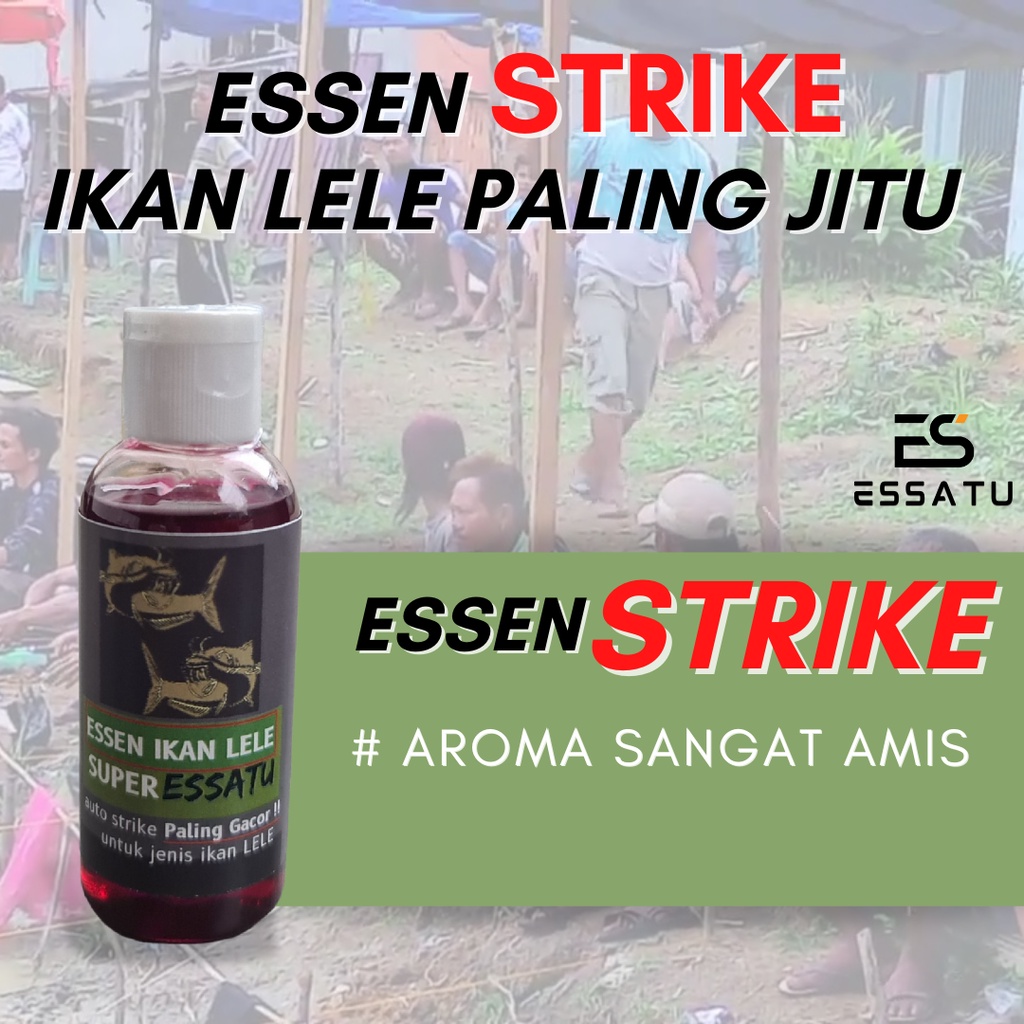 Essen Strike Ikan Lele Essatu Harian, Galatama dan Indukan