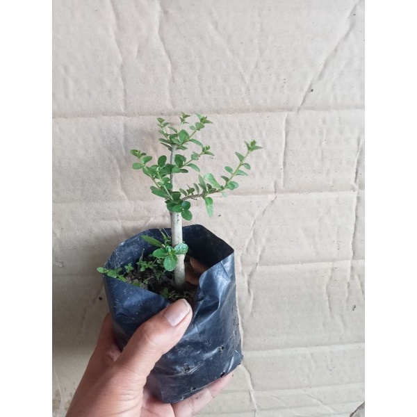 bonsai Sancang|bahan mame