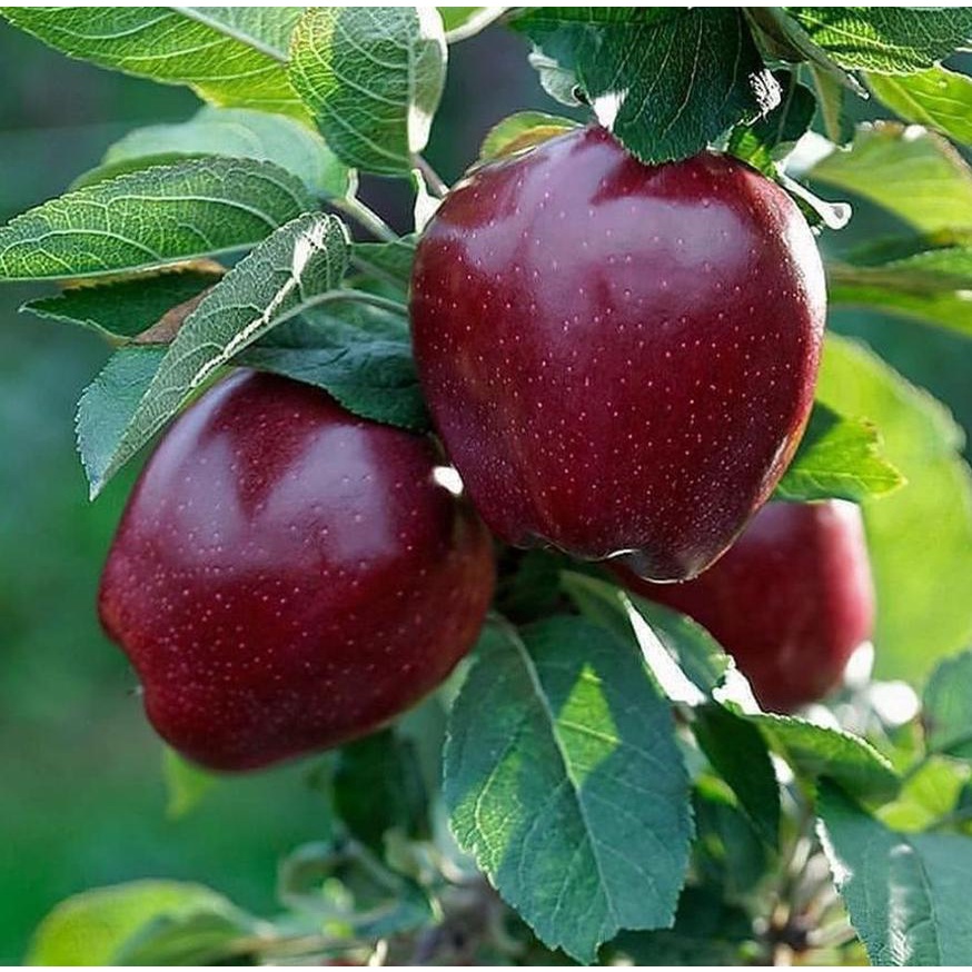 hemat bibit apel Paket 2 Bibit Apel Merah Manis Cepat Berbuah bibit apel fuji merah manis cepat berb
