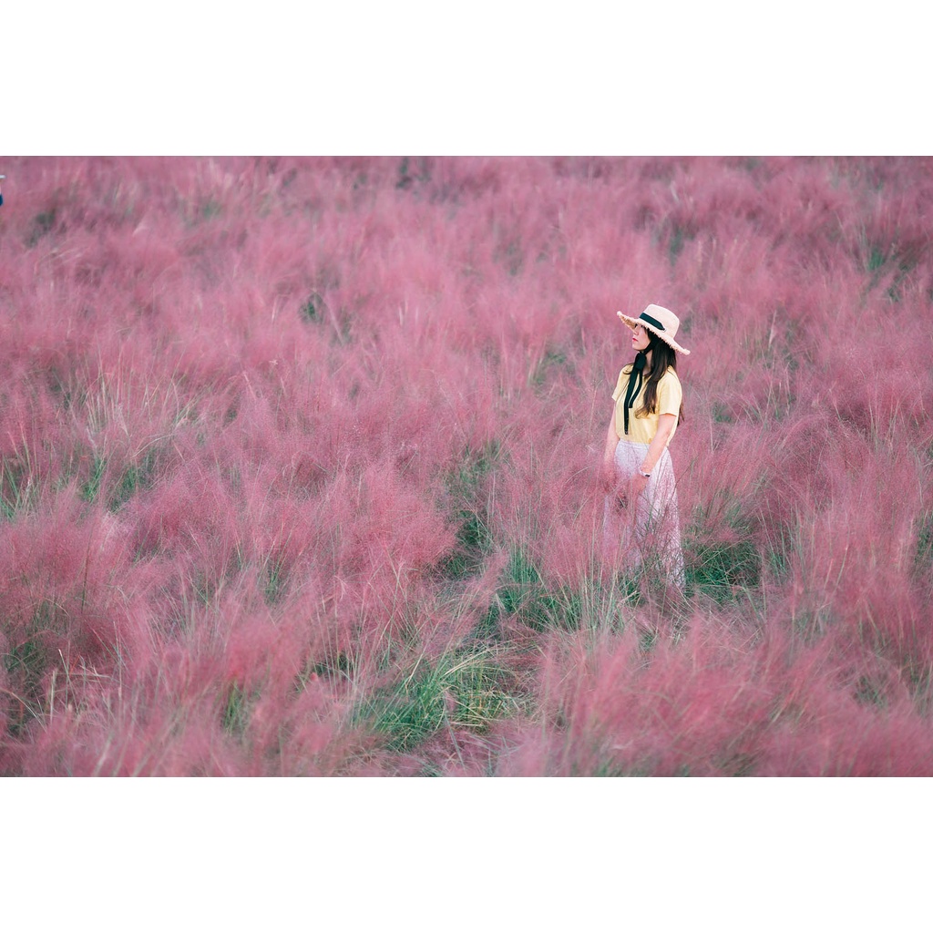 Benih Bibit Biji - Pink Muhly Grass / Korean Cotton Candy Grass / Rumput Pink (Muhlenbergia capillaris) Ornamental Plant Seeds - IMPORT