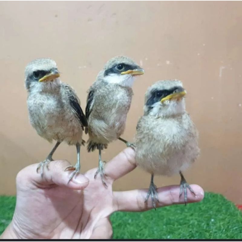 Burung pentet jawa timur anakan