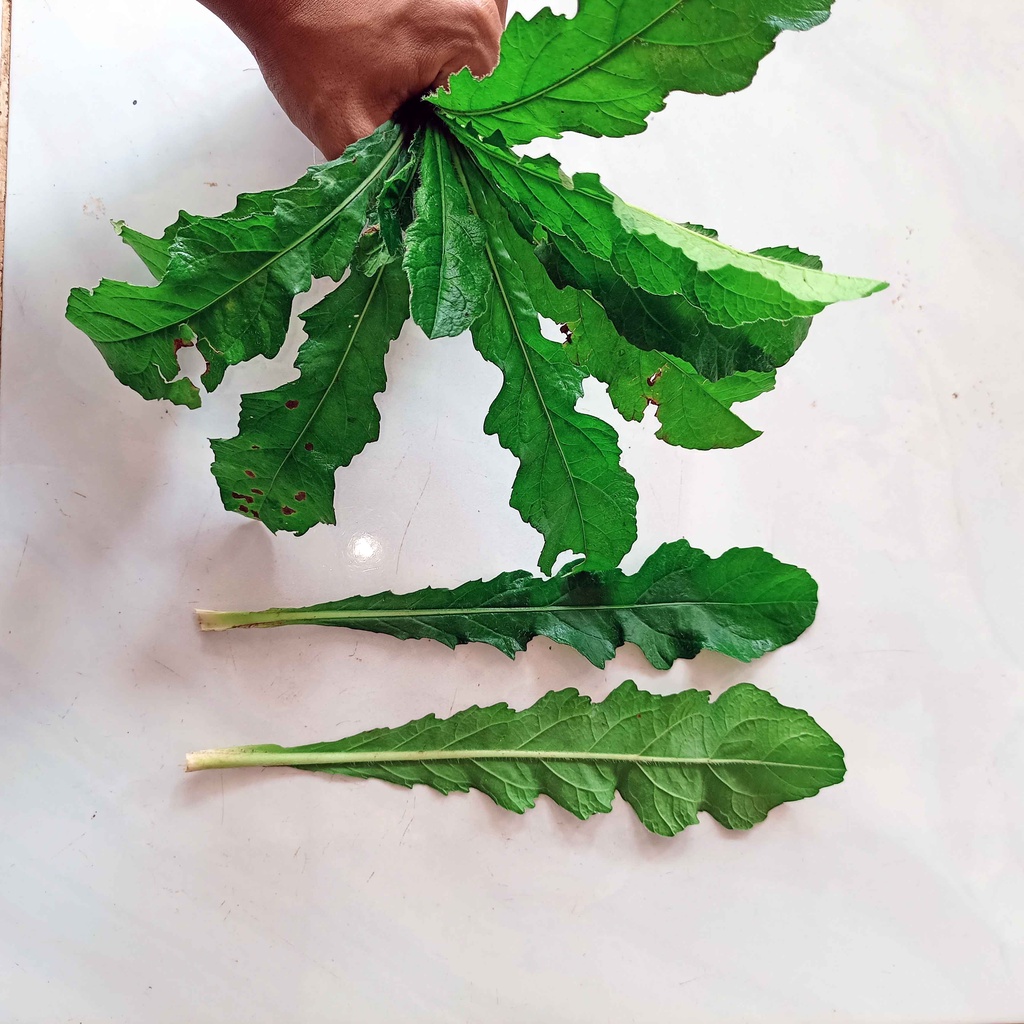 

DAUN TEMPUYUNG SEGAR 500 GRAM