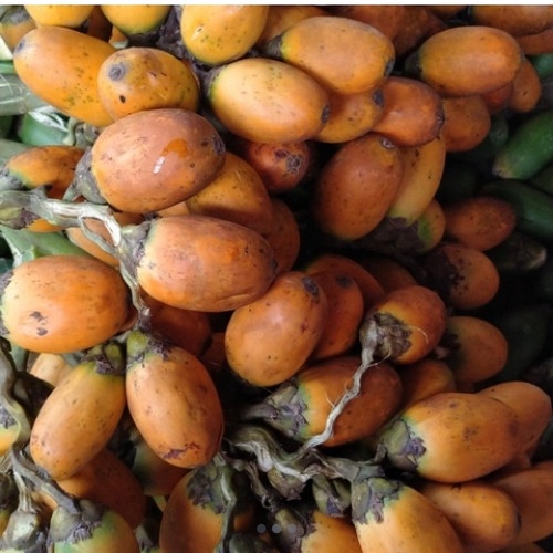 

buah pinang tua segar 500 gram