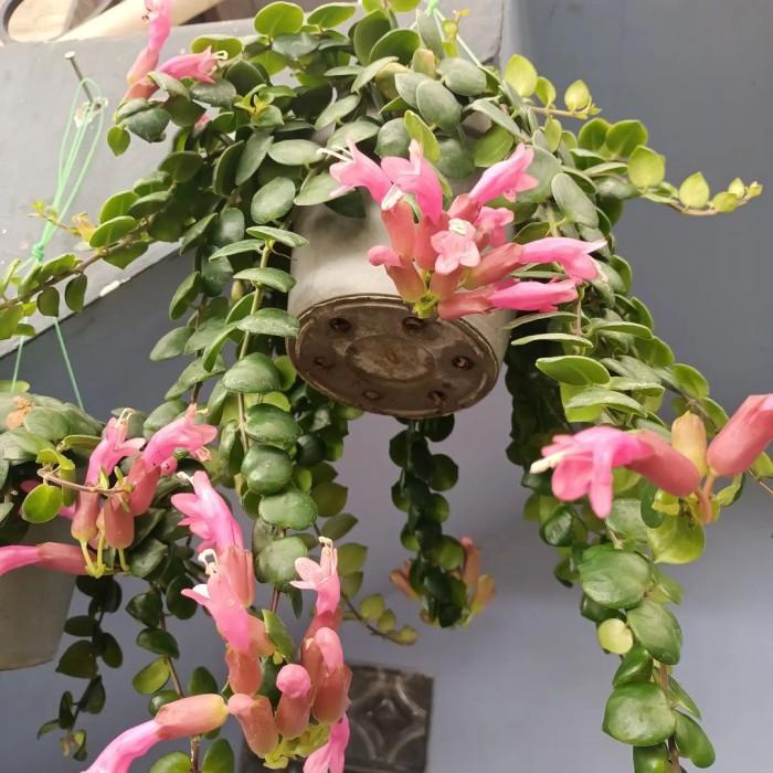tanaman hias lipstik gantung pink-tanaman pot gantung-tanaman hidup