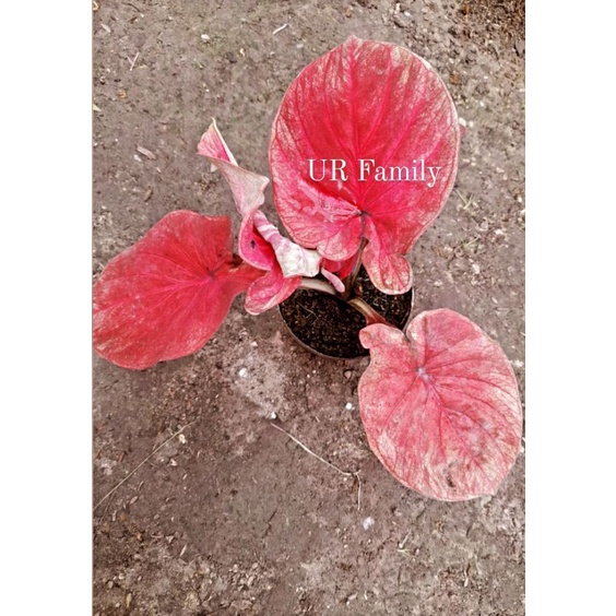 keladi porn suang thailand