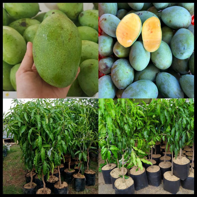 Bibit Mangga Manalagi Tinggi 1 Meter Batang Besar Cepat Berbuah