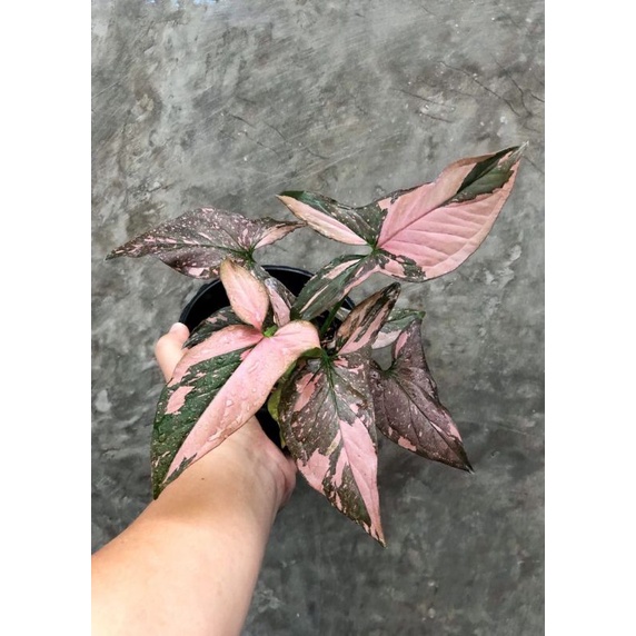 TANAMAN HIAS SYNGONIUM PINK SPLASH - TANAMAN HIAS SYNGONIUM