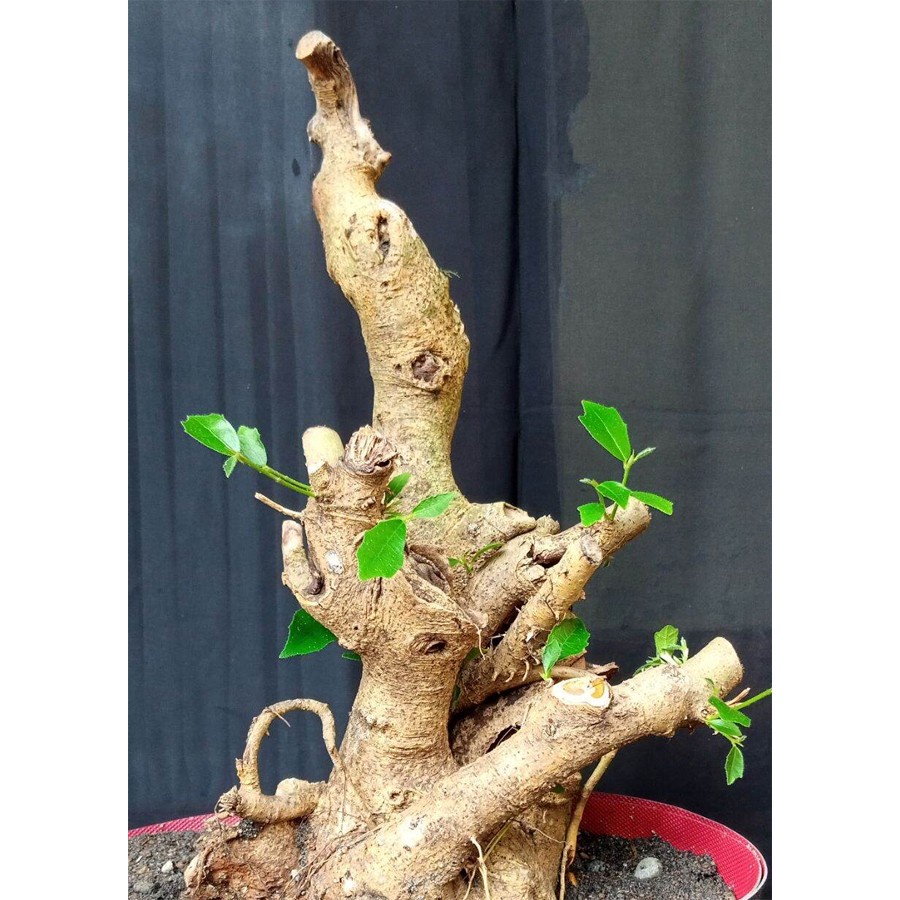 Bonsai Bonsae Beringin Amplas Putih Ficus Ampelas 001