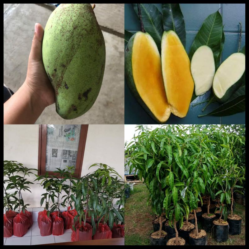 Bibit Mangga Okyong Asli Tinggi 1 Meter Batang Besar Cepat Berbuah