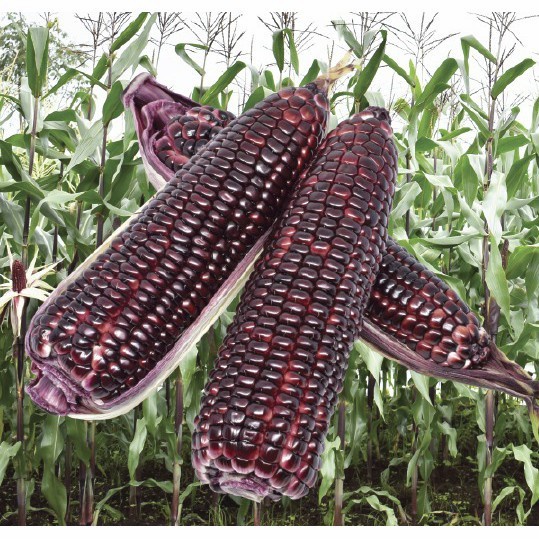 Benih bibit jagung pulut ketan ungu jantan F1 250 gram cap panah merah