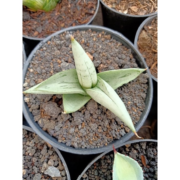 sansevieria boncel platinum