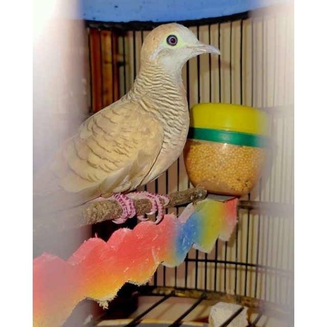 BURUNG PERKUTUT UDAN EMAS JANTAN RAWATAN UNIK HIASAN RUMAH