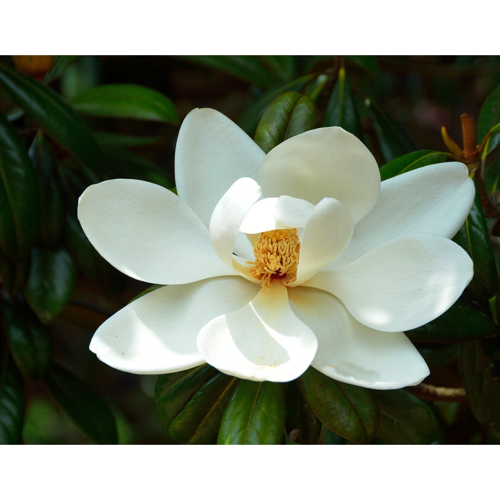 Benih Bibit Biji - Pohon Bunga White Magnolia Putih Flower Tree Seeds - IMPORT