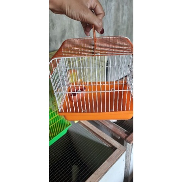kandang hamster second