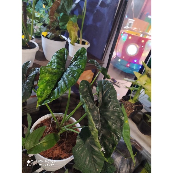 alocasia puncak borneo