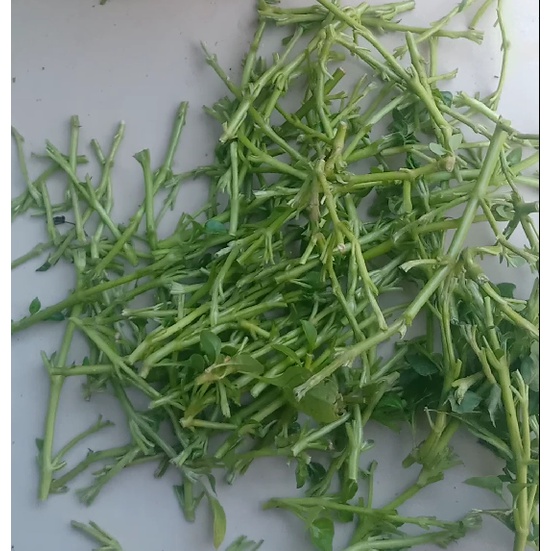 Bibit Stek Batang Bayam Brazil | Bayam Brasil