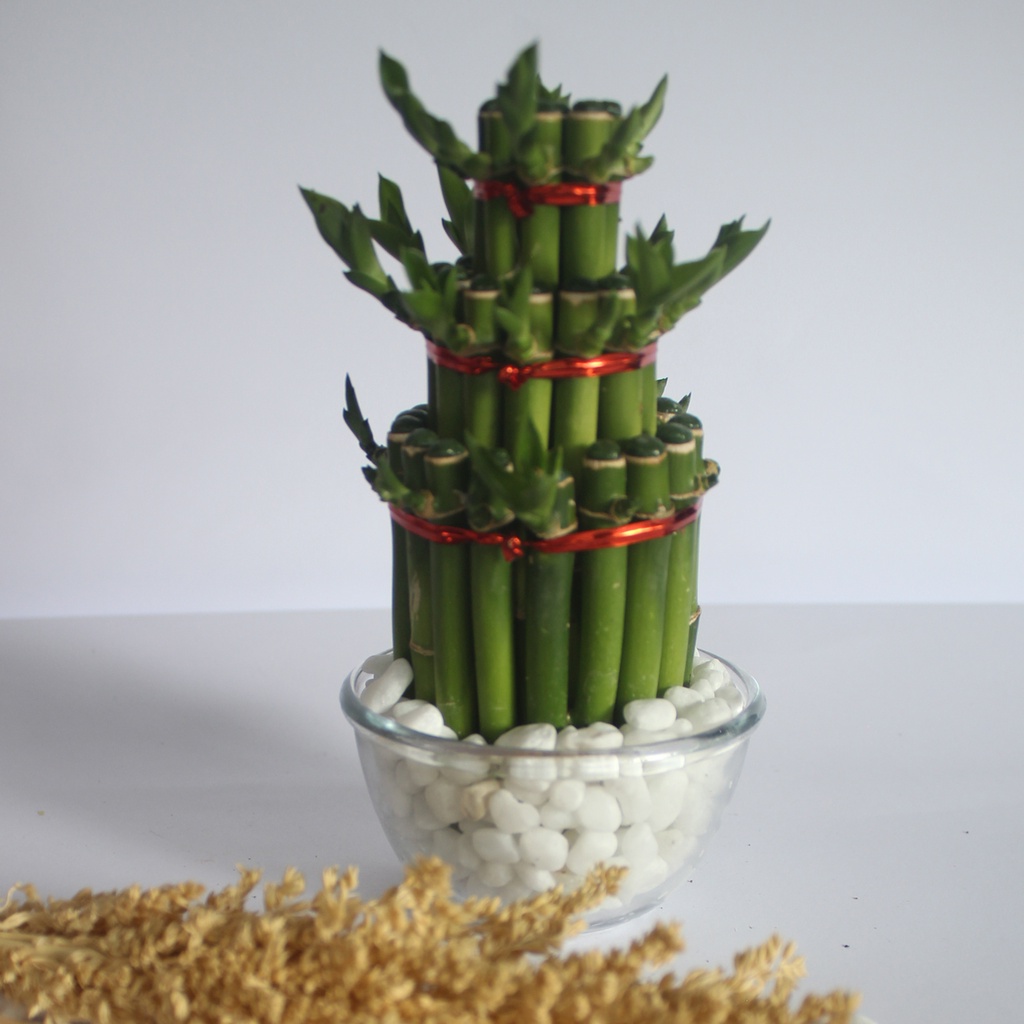 Tanaman Air Bambu Hoki Hias Mini Lucky Bamboo Tanaman Hias Bambu Cina