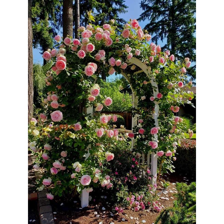 Benih Bibit Biji - Mawar Rambat Pink Lady Climbing Rose Flower Seeds - IMPORT