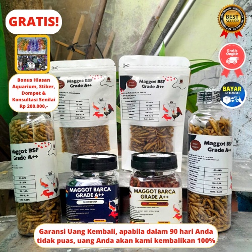 Bosmagot Magot Kering Dry Bsf Pakan Ikan Cana Blue Pulchra Maru Stewarti Limbata Andrao Auranti Asia