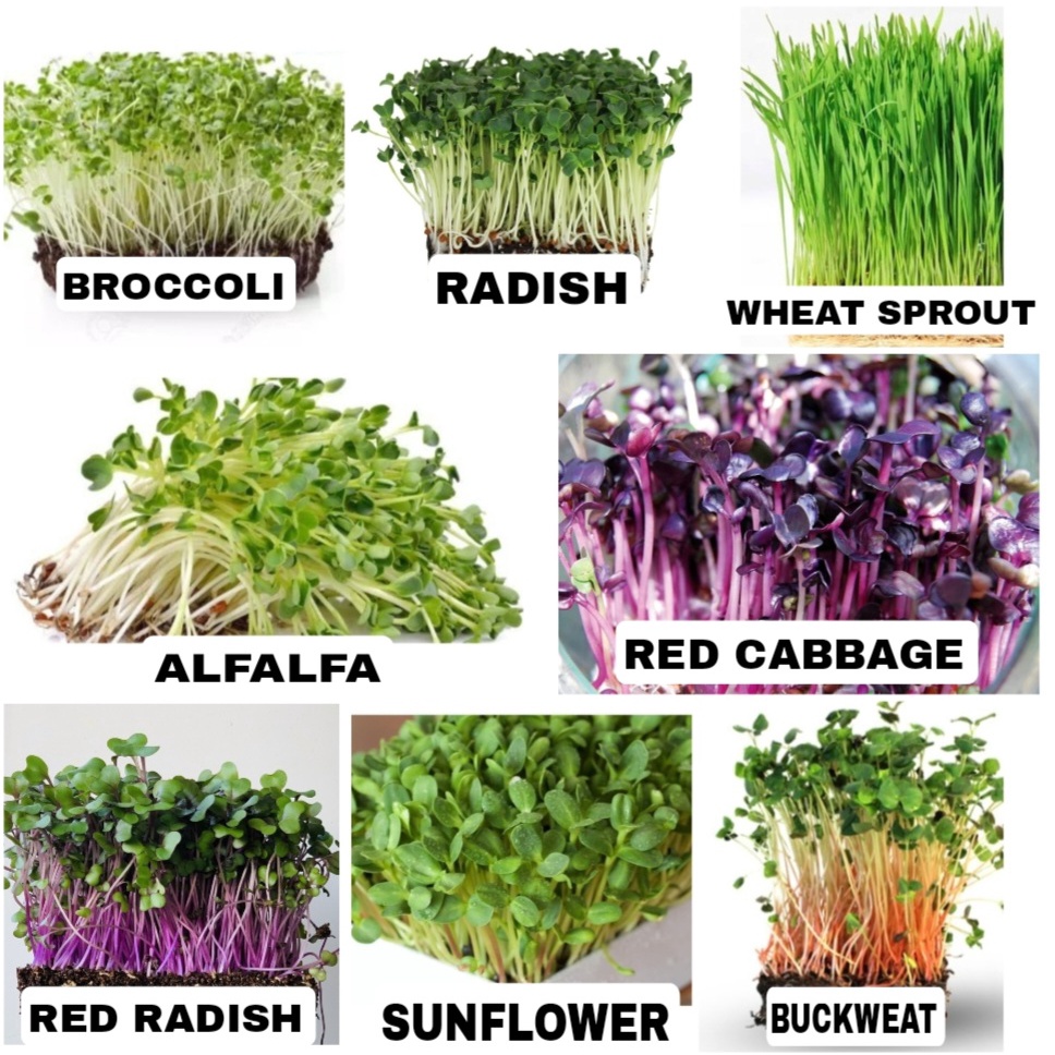 BENIH MICROGREEN SPROUT biji bibit sayur microgreen seed known you