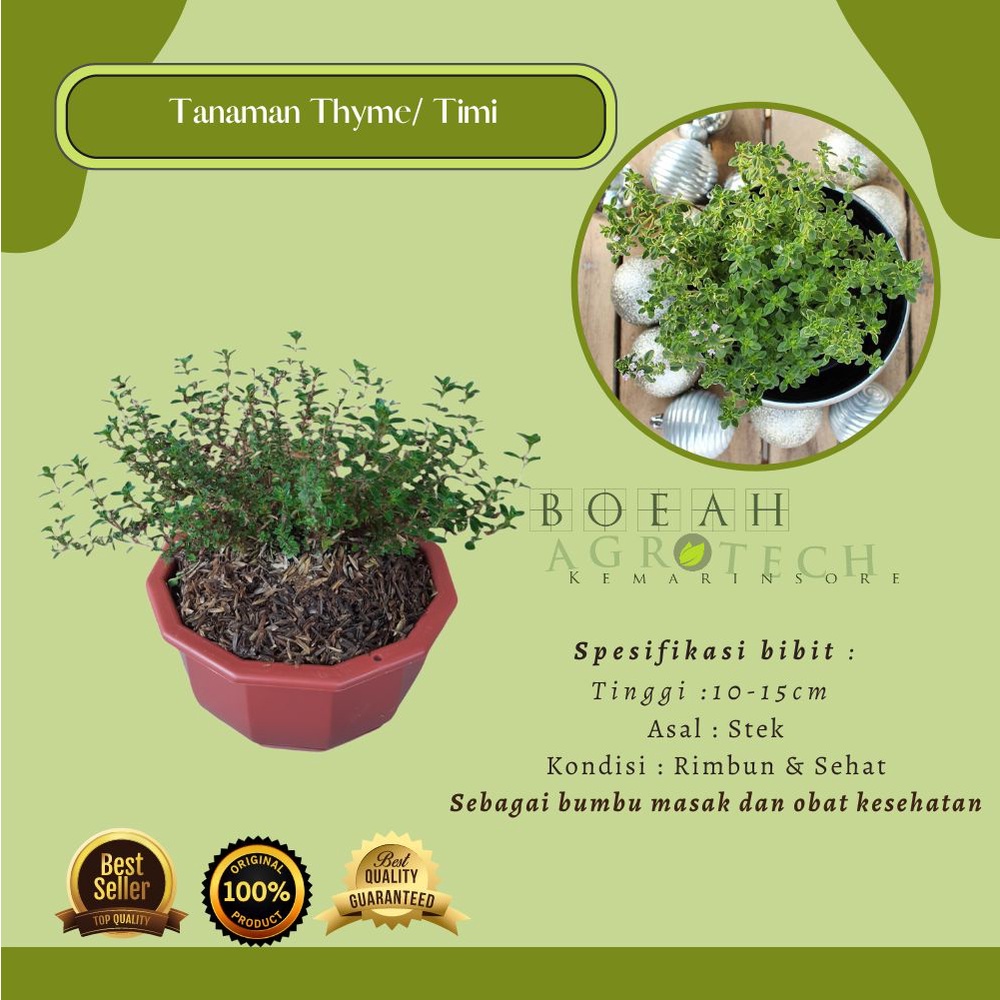 Bibit Tanaman Thyme Daun Penyedap Masakan Tanaman Herbal Thyme Bibit Bumbu Dapur Masakan Jepang