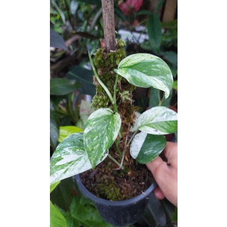 epipremnum sp Bali hanoman