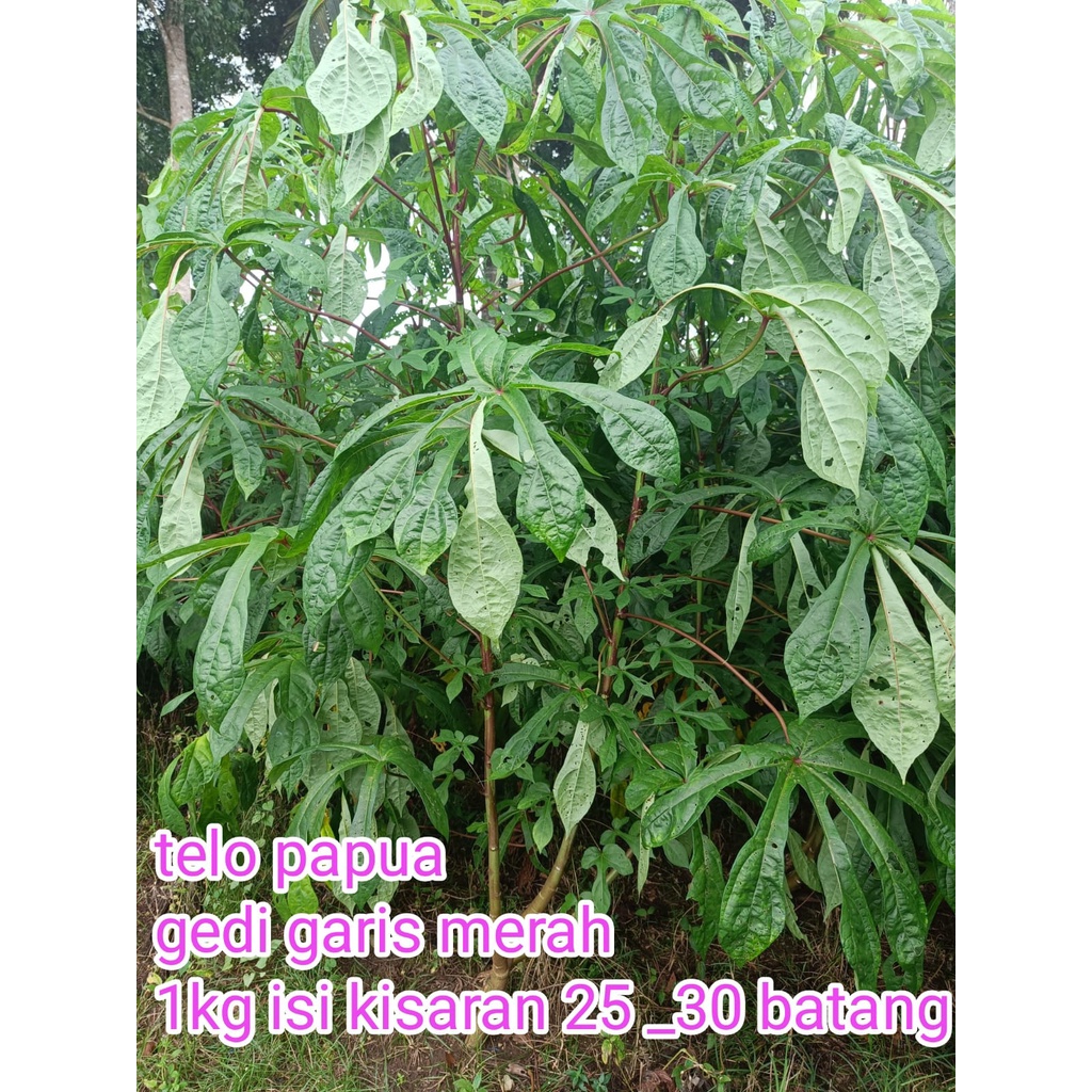 bibit gedi garis merah stek 1 kg/telo papua,/ubi papua/telo teloan ,daun herbal,pakan ternak